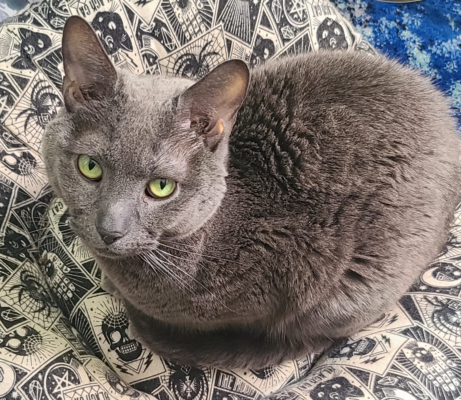 Mario's Cat Smokey